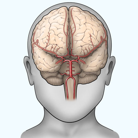 Head and brain graphic