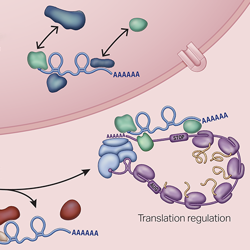 Journal Figure Illustration: RNA Epigenetics