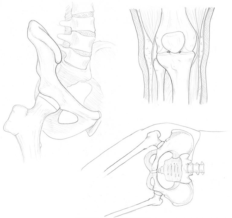 Anatomy Drawings and Sketches