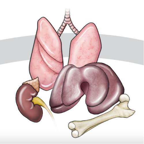 Textbook Illustration: MutaMouse Assay